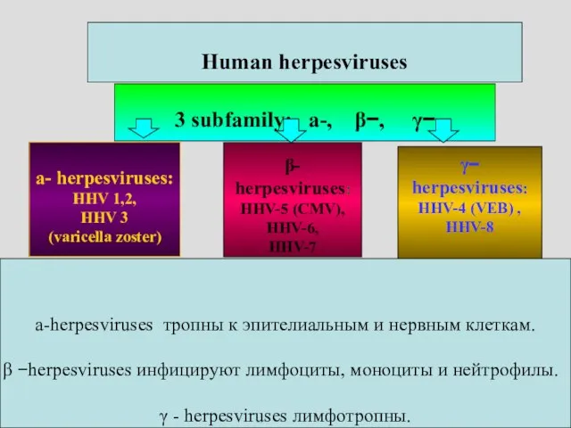 3 subfamily: a-, β−, γ− a- herpesviruses: HНV 1,2, HНV 3