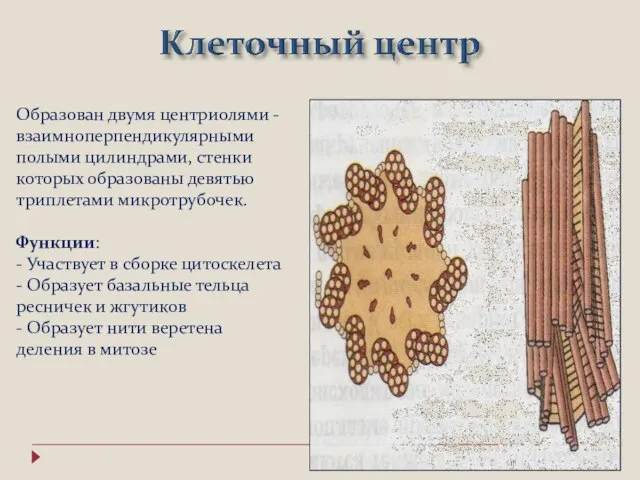 Образован двумя центриолями - взаимноперпендикулярными полыми цилиндрами, стенки которых образованы девятью