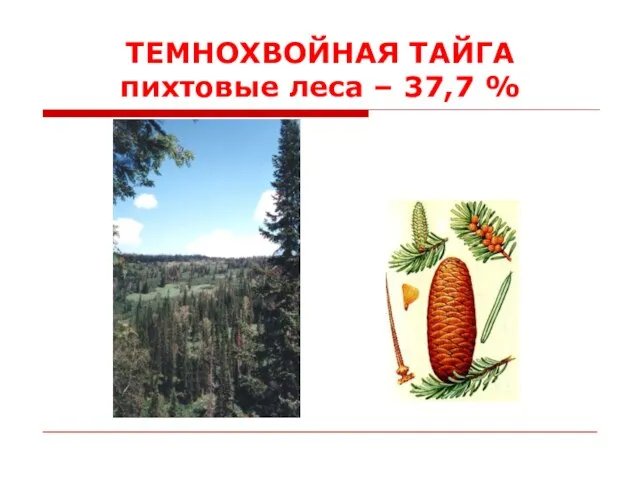 ТЕМНОХВОЙНАЯ ТАЙГА пихтовые леса – 37,7 %