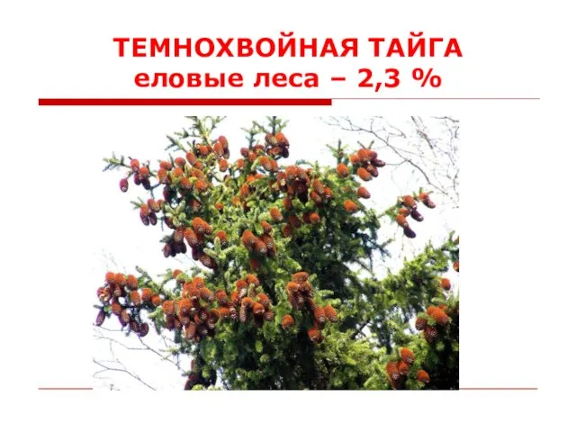 ТЕМНОХВОЙНАЯ ТАЙГА еловые леса – 2,3 %
