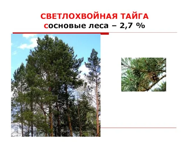 СВЕТЛОХВОЙНАЯ ТАЙГА сосновые леса – 2,7 %