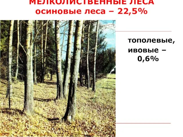 МЕЛКОЛИСТВЕННЫЕ ЛЕСА осиновые леса – 22,5% тополевые, ивовые – 0,6%