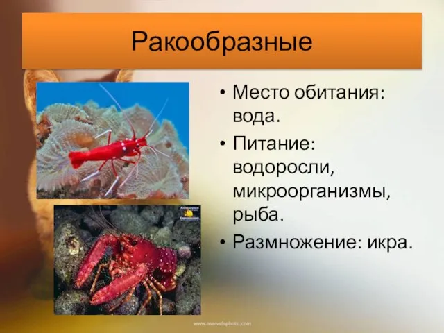 Ракообразные Место обитания: вода. Питание: водоросли, микроорганизмы, рыба. Размножение: икра.