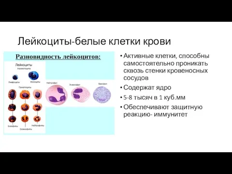 Лейкоциты-белые клетки крови Активные клетки, способны самостоятельно проникать сквозь стенки кровеносных