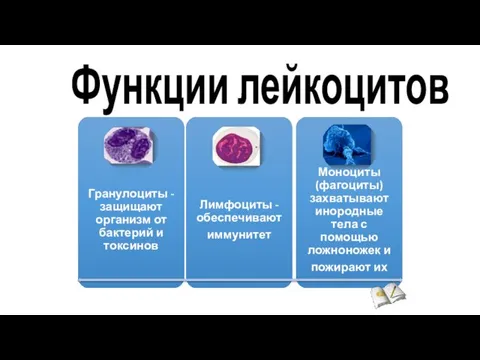 Функции лейкоцитов