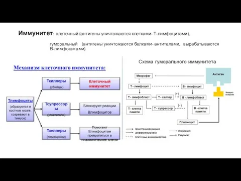 Иммунитет: клеточный (антигены уничтожаются клетками- Т-лимфоцитами), гуморальный (антигены уничтожаются белками- антителами, вырабатываются В-лимфоцитами)