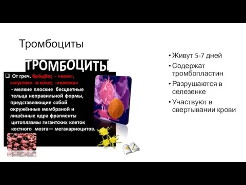 Тромбоциты Живут 5-7 дней Содержат тромбопластин Разрушаются в селезенке Участвуют в свертывании крови