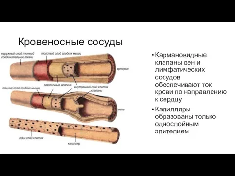 Кровеносные сосуды Кармановидные клапаны вен и лимфатических сосудов обеспечивают ток крови