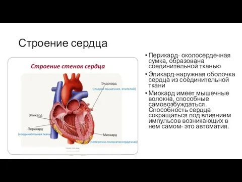 Строение сердца Перикард- околосердечная сумка, образована соединительной тканью Эпикард-наружная оболочка сердца