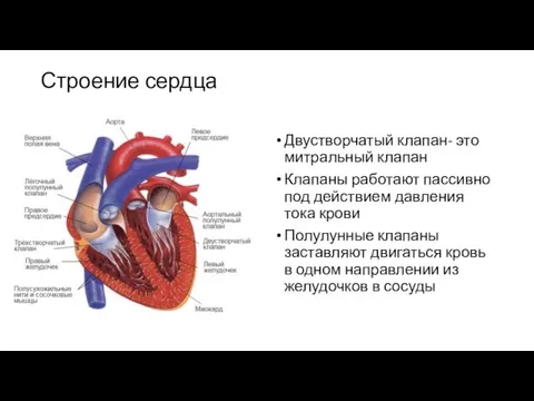 Строение сердца Двустворчатый клапан- это митральный клапан Клапаны работают пассивно под