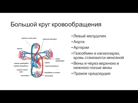 Большой круг кровообращения Левый желудочек Аорта Артерии Газообмен в капиллярах, кровь