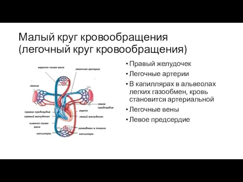 Малый круг кровообращения (легочный круг кровообращения) Правый желудочек Легочные артерии В