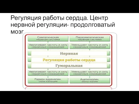 Регуляция работы сердца. Центр нервной регуляции- продолговатый мозг.