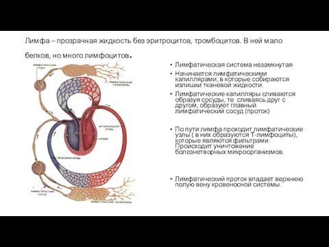 Лимфа – прозрачная жидкость без эритроцитов, тромбоцитов. В ней мало белков,