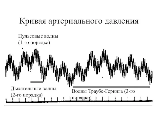 Кривая артериального давления Пульсовые волны (1-го порядка) Дыхательные волны (2-го порядка) Волны Траубе-Геринга (3-го порядка)