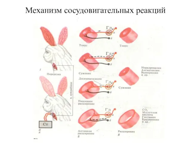 Механизм сосудовигательных реакций