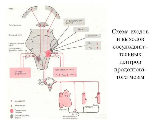 Схема входов и выходов сосудодвига-тельных центров продолгова-того мозга