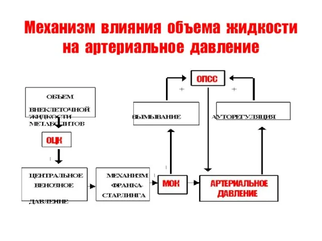 Механизм влияния объема жидкости на артериальное давление