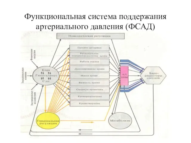 Функциональная система поддержания артериального давления (ФСАД)