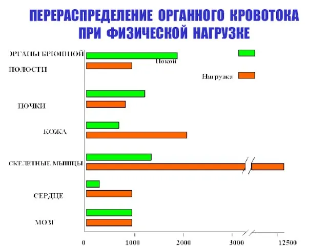 ПЕРЕРАСПРЕДЕЛЕНИЕ ОРГАННОГО КРОВОТОКА ПРИ ФИЗИЧЕСКОЙ НАГРУЗКЕ