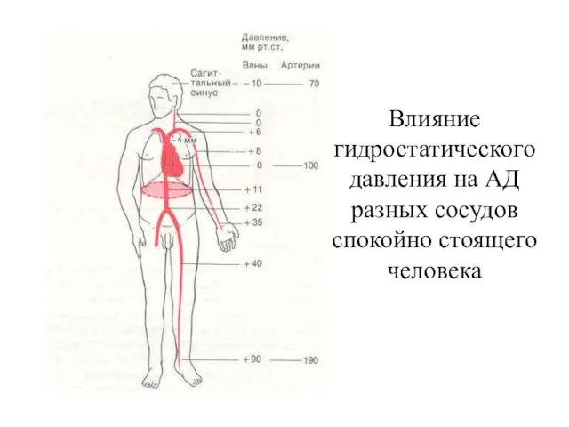 Влияние гидростатического давления на АД разных сосудов спокойно стоящего человека