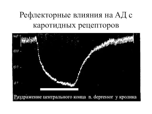 Рефлекторные влияния на АД с каротидных рецепторов Раздражение центрального конца n. depressor у кролика