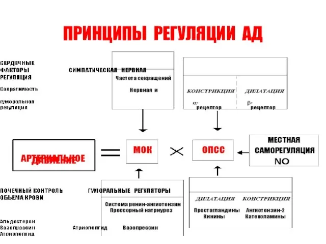 ПРИНЦИПЫ РЕГУЛЯЦИИ АД