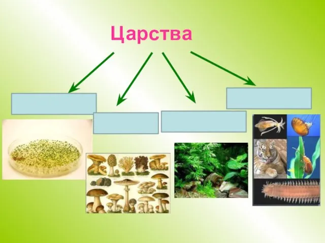 Царства Бактерии Грибы Растения Животные