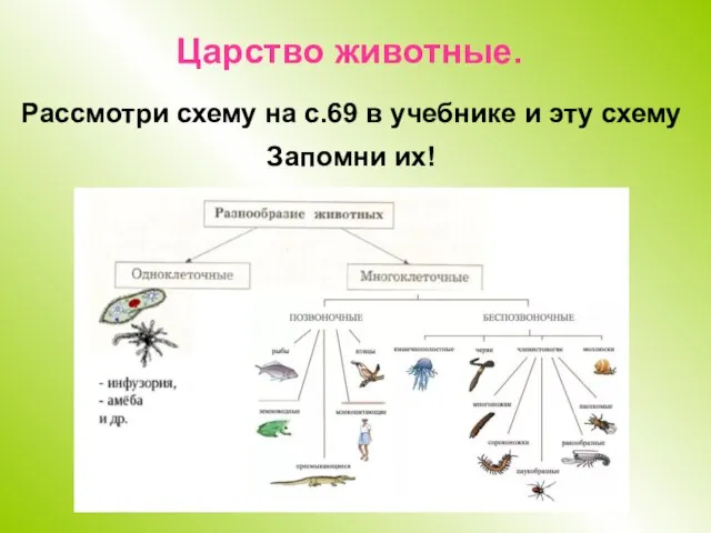 Царство животные. Рассмотри схему на с.69 в учебнике и эту схему Запомни их!