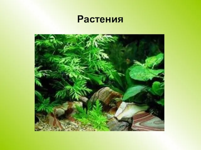 Растения