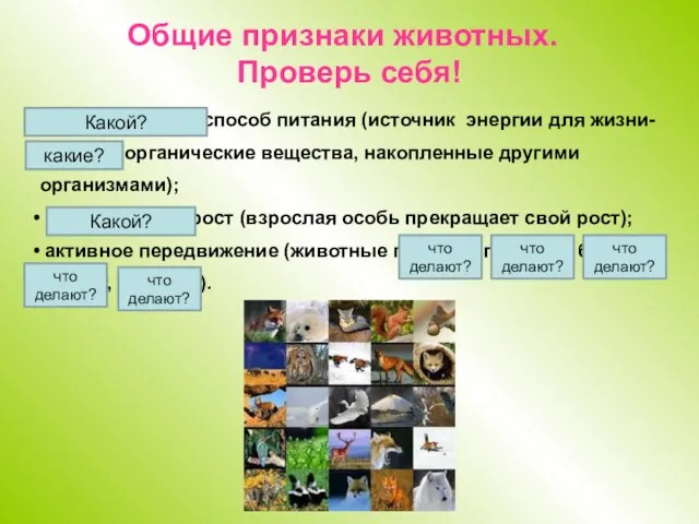 гетеротрофный способ питания (источник энергии для жизни- готовые органические вещества, накопленные