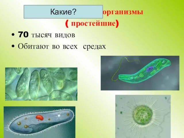 Одноклеточные организмы ( простейшие) 70 тысяч видов Обитают во всех средах Какие?