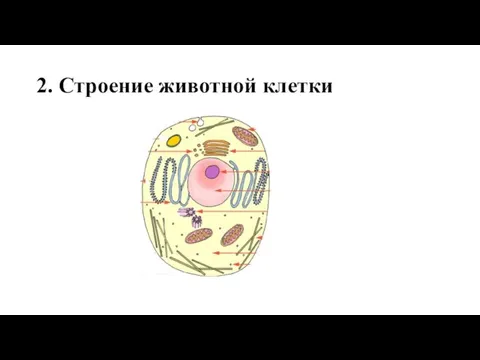 2. Строение животной клетки