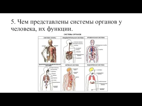 5. Чем представлены системы органов у человека, их функции.