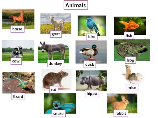 Animals horse goat bird fish cow donkey duck frog lizard snake rabbit rat hippo mice