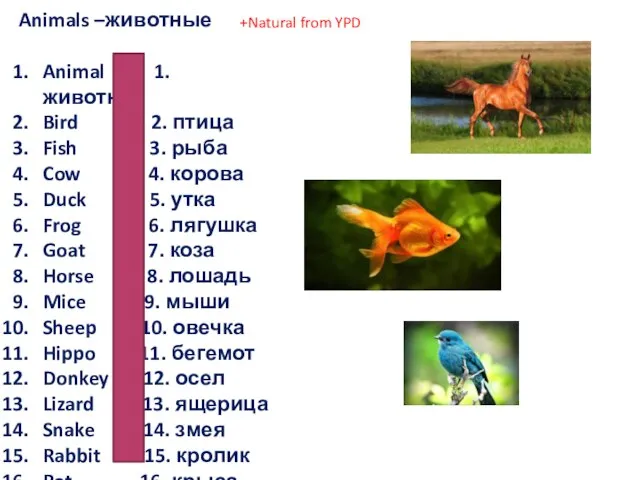 Animals –животные Animal 1. животное Bird 2. птица Fish 3. рыба