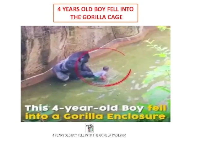 4 YEARS OLD BOY FELL INTO THE GORILLA CAGE