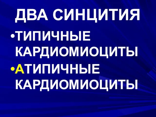 ДВА СИНЦИТИЯ ТИПИЧНЫЕ КАРДИОМИОЦИТЫ АТИПИЧНЫЕ КАРДИОМИОЦИТЫ