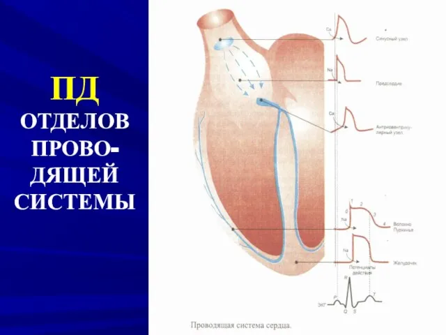 ПД ОТДЕЛОВ ПРОВО- ДЯЩЕЙ СИСТЕМЫ