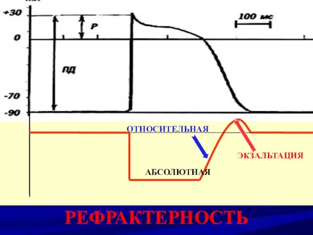 РЕФРАКТЕРНОСТЬ АБСОЛЮТНАЯ ОТНОСИТЕЛЬНАЯ ЭКЗАЛЬТАЦИЯ