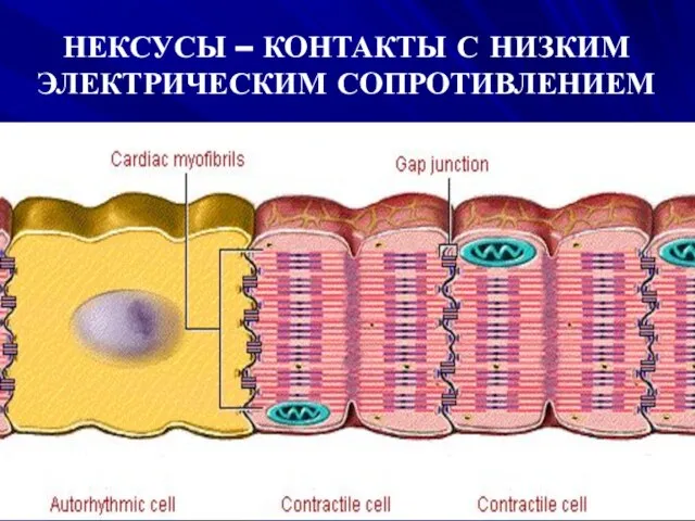 НЕКСУСЫ – КОНТАКТЫ С НИЗКИМ ЭЛЕКТРИЧЕСКИМ СОПРОТИВЛЕНИЕМ