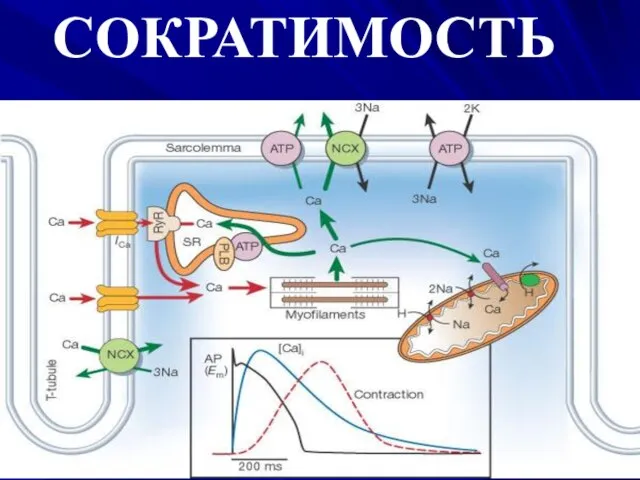 СОКРАТИМОСТЬ