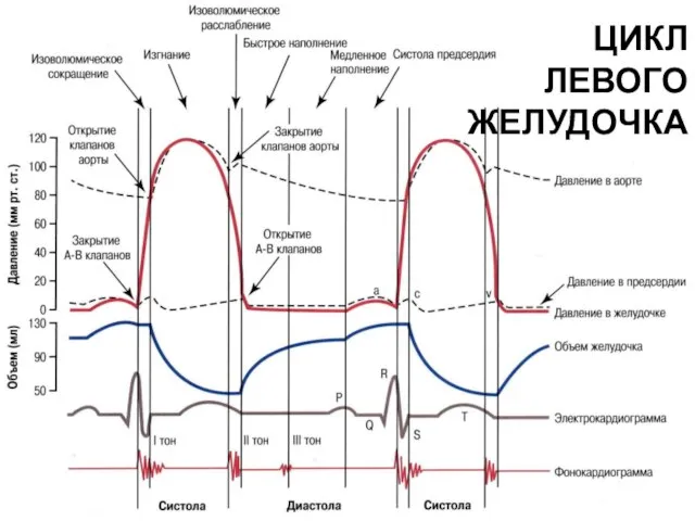 ЦИКЛ ЛЕВОГО ЖЕЛУДОЧКА