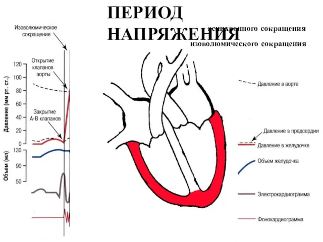 ПЕРИОД НАПРЯЖЕНИЯ асинхронного сокращения изоволюмического сокращения