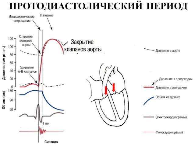 ПРОТОДИАСТОЛИЧЕСКИЙ ПЕРИОД