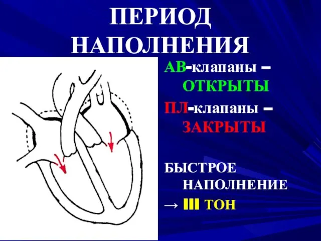 ПЕРИОД НАПОЛНЕНИЯ АВ-клапаны – ОТКРЫТЫ ПЛ-клапаны – ЗАКРЫТЫ БЫСТРОЕ НАПОЛНЕНИЕ → III ТОН