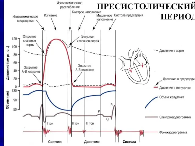 ПРЕСИСТОЛИЧЕСКИЙ ПЕРИОД