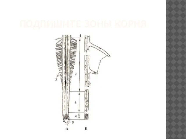 ПОДПИШИТЕ ЗОНЫ КОРНЯ