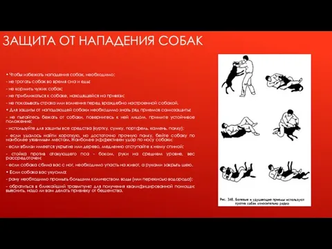 ЗАЩИТА ОТ НАПАДЕНИЯ СОБАК • Чтобы избежать нападения собак, необходимо: -