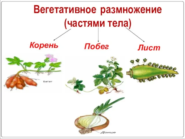 Вегетативное размножение (частями тела) Корень Побег Лист